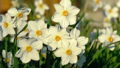 Обои свет, макро, весна, нарциссы, пчела, light, macro, spring, daffodils, bee разрешение 2000x1338 Загрузить