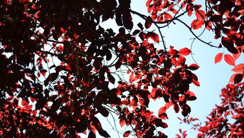 Обои дерево, листья, ветки, красные, tree, leaves, branches, red разрешение 4608x3072 Загрузить