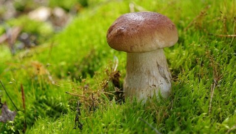 Обои гриб, мох, белый гриб, mushroom, moss, white mushroom разрешение 2000x1330 Загрузить