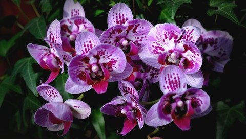 Обои экзотика, орхидеи, пятнистые, exotic, orchids, spotted разрешение 2048x1360 Загрузить