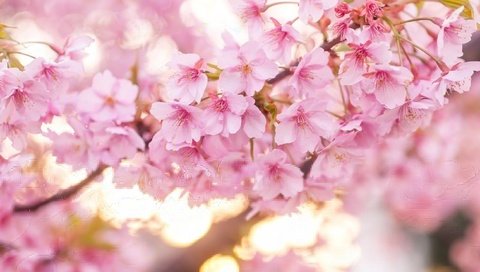 Обои цветение, весна, розовый, вишня, сакура, flowering, spring, pink, cherry, sakura разрешение 2600x1667 Загрузить