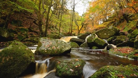 Обои деревья, вода, река, камни, лес, trees, water, river, stones, forest разрешение 2048x1367 Загрузить