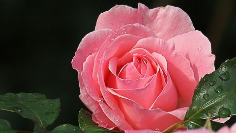 Обои макро, роза, лепестки, красавица, розовый, macro, rose, petals, beauty, pink разрешение 2048x1281 Загрузить