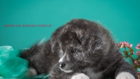 Обои серый, щенок, песик, дымчатый, японская, акита, grey, puppy, doggie, smoky, japanese, akita разрешение 3400x2241 Загрузить