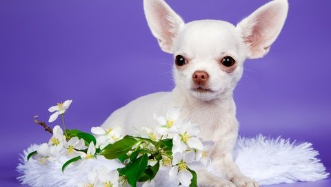 Обои цветы, щенок, милый, чихуахуа, flowers, puppy, cute, chihuahua разрешение 3000x2004 Загрузить