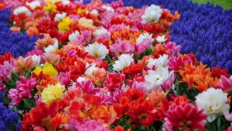 Обои цветы, парк, тюльпаны, гиацинты, flowers, park, tulips, hyacinths разрешение 2048x1360 Загрузить