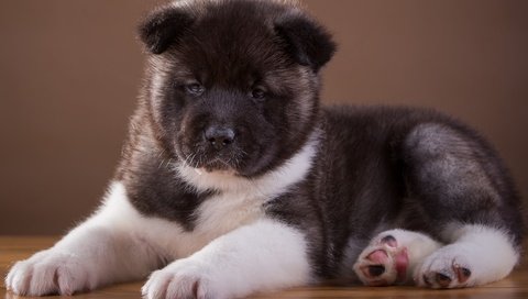 Обои щенок, песик, порода, милый, японская, акита, puppy, doggie, breed, cute, japanese, akita разрешение 2400x1484 Загрузить