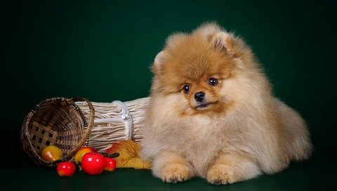 Обои щенок, милый, шпиц, puppy, cute, spitz разрешение 2800x1774 Загрузить