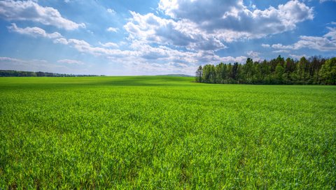 Обои небо, трава, облака, деревья, поле, зеленая, the sky, grass, clouds, trees, field, green разрешение 2048x1157 Загрузить