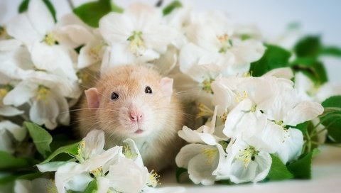 Обои цветы, мордочка, хомяк, flowers, muzzle, hamster разрешение 1920x1285 Загрузить