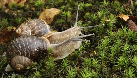 Обои растения, мох, пара, улитка, улитки, рожки, раковина, plants, moss, pair, snail, snails, horns, sink разрешение 2048x1365 Загрузить