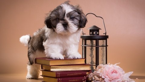 Обои книги, щенок, фонарь, ши-тцу, books, puppy, lantern, shih tzu разрешение 2400x1530 Загрузить