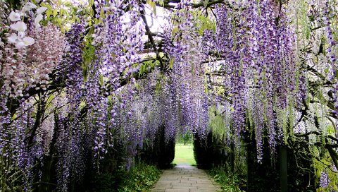 Обои цветы, цветение, парк, ветки, гроздья, глициния, вистерия, flowers, flowering, park, branches, bunches, wisteria разрешение 2592x1944 Загрузить