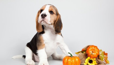 Обои щенок, уши, порода, тыква, бигль, puppy, ears, breed, pumpkin, beagle разрешение 3300x2211 Загрузить