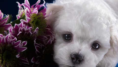 Обои портрет, мордочка, взгляд, щенок, хризантемы, бишон фризе, portrait, muzzle, look, puppy, chrysanthemum, bichon frise разрешение 3100x2017 Загрузить