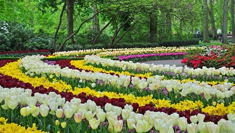 Обои небо, клумбы, цветение, дизайн, парк, весна, розовый, тюльпаны, сакура, the sky, beds, flowering, design, park, spring, pink, tulips, sakura разрешение 2400x1565 Загрузить