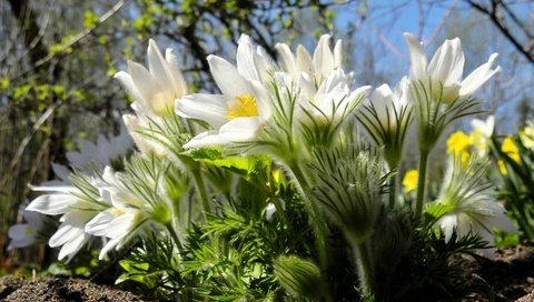 Обои макро, весна, анемон, сон-трава, macro, spring, anemone, sleep-grass разрешение 1920x1229 Загрузить