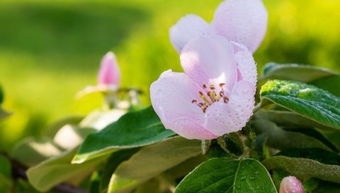 Обои макро, роса, весна, розовый, яблоня, macro, rosa, spring, pink, apple разрешение 1920x1238 Загрузить