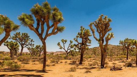 Обои песок, пустыня, сша, кустарник, дюны, joshua tree national park, дерево джошуа, sand, desert, usa, shrub, dunes, joshua tree разрешение 2880x1662 Загрузить