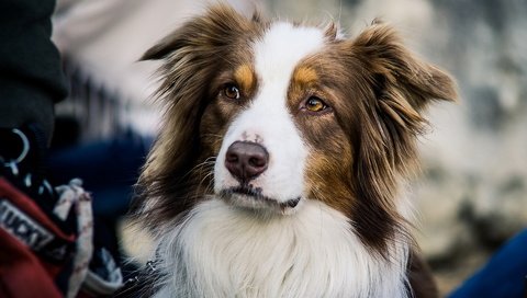 Обои взгляд, собака, друг, австралийская овчарка, look, dog, each, australian shepherd разрешение 1920x1200 Загрузить