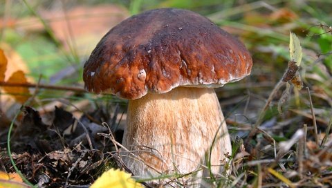 Обои макро, гриб, боровик, macro, mushroom, borovik разрешение 1920x1188 Загрузить