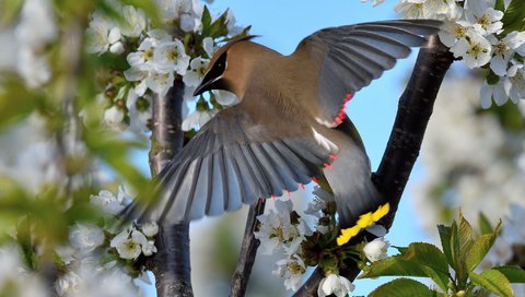 Обои цветение, птица, весна, свиристель, flowering, bird, spring, the waxwing разрешение 2048x1380 Загрузить