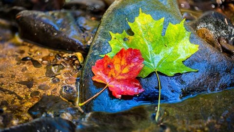 Обои вода, камни, листья, осень, клен, мокрый, water, stones, leaves, autumn, maple, wet разрешение 1954x1255 Загрузить