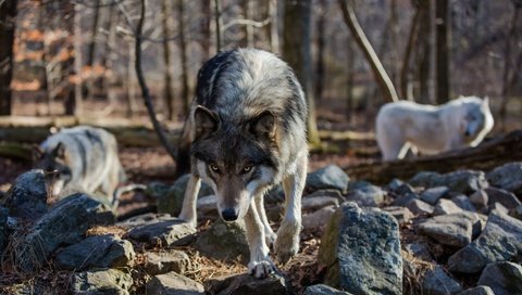 Обои камни, лес, взгляд, хищник, волки, волк, stones, forest, look, predator, wolves, wolf разрешение 2048x1242 Загрузить