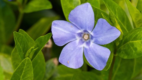 Обои макро, цветок, лепестки, листочки, барвинок, macro, flower, petals, leaves, periwinkle разрешение 2185x1229 Загрузить