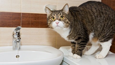 Обои вода, кот, кошка, ванна, раковина, water, cat, bath, sink разрешение 2880x1920 Загрузить