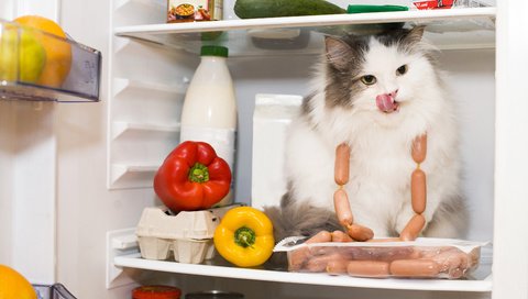 Обои кот, кошка, холодильник, продукты, перец, сосиски, cat, refrigerator, products, pepper, sausage разрешение 3600x2395 Загрузить