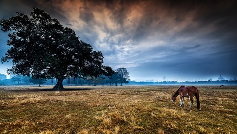 Обои лошадь, дерево, пейзаж, утро, конь, horse, tree, landscape, morning разрешение 2048x1141 Загрузить