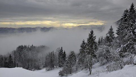 Обои деревья, горы, снег, зима, туман, trees, mountains, snow, winter, fog разрешение 1920x1280 Загрузить