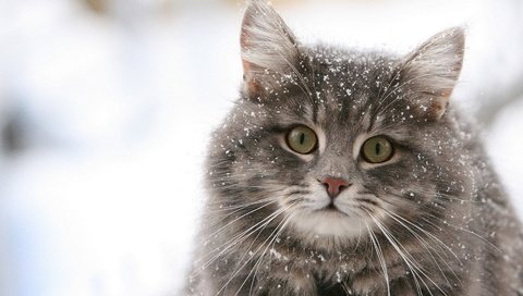 Обои глаза, снег, кот, кошка, пушистый, киска, взор, eyes, snow, cat, fluffy, pussy разрешение 1920x1200 Загрузить