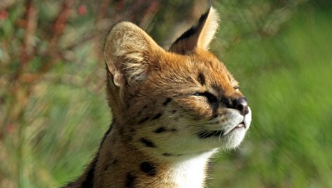 Обои мордочка, котенок, профиль, малыш, сервал, кустарниковая кошка, leptailurus serval, muzzle, kitty, profile, baby, serval, bush cat разрешение 2000x1280 Загрузить