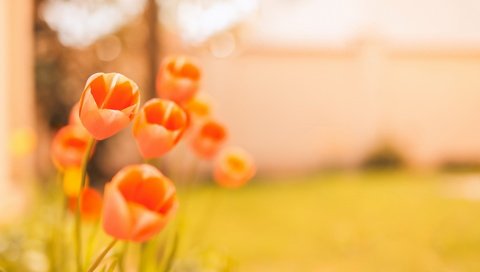 Обои цветы, фон, тюльпаны, боке, flowers, background, tulips, bokeh разрешение 1920x1280 Загрузить