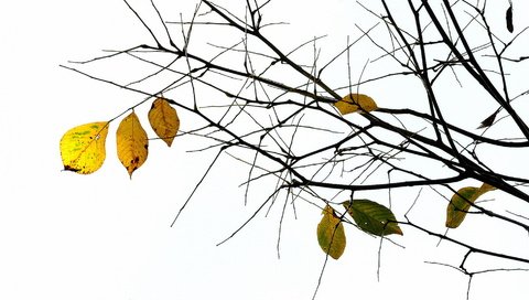 Обои природа, листья, ветки, осень, nature, leaves, branches, autumn разрешение 1920x1080 Загрузить