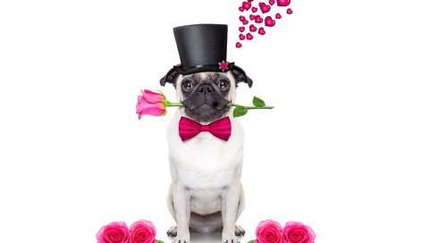 Обои розы, собака, сердце, шляпа, мопс, roses, dog, heart, hat, pug разрешение 6000x4000 Загрузить