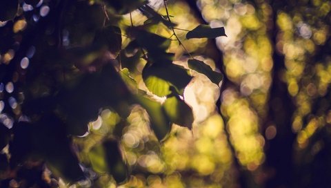 Обои дерево, листья, боке, tree, leaves, bokeh разрешение 2048x1365 Загрузить