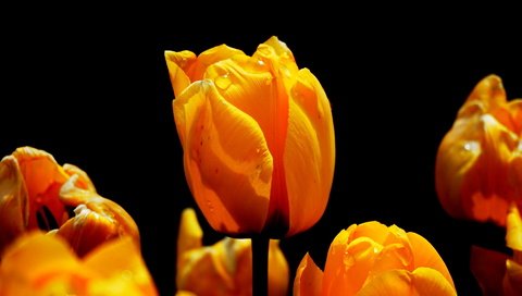 Обои цветы, природа, весна, черный фон, тюльпаны, flowers, nature, spring, black background, tulips разрешение 1920x1321 Загрузить