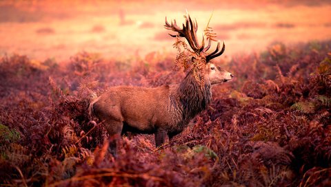 Обои олень, рога, red deer stag, deer, horns разрешение 2048x1273 Загрузить