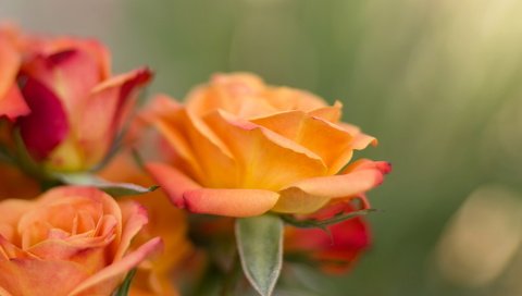 Обои цветы, фон, розы, flowers, background, roses разрешение 2048x1368 Загрузить