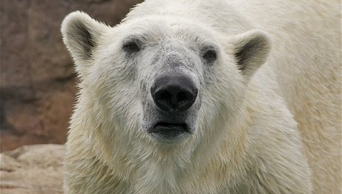 Обои морда, полярный медведь, взгляд, медведь, животное, белый медведь, face, polar bear, look, bear, animal разрешение 2249x1493 Загрузить