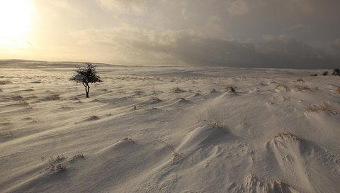 Обои небо, снег, дерево, зима, поле, the sky, snow, tree, winter, field разрешение 2560x1440 Загрузить