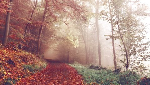 Обои дорога, деревья, лес, туман, осень, красные листья, германия, road, trees, forest, fog, autumn, red leaves, germany разрешение 4616x2699 Загрузить
