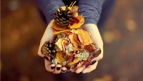 Обои листья, осень, руки, подарок, ладони, сосновые шишки, leaves, autumn, hands, gift, palm, pine cones разрешение 1920x1200 Загрузить