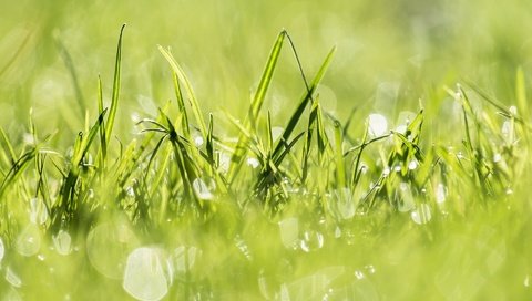 Обои свет, трава, природа, растения, зелёный, заводы, на природе, грин, легкие, light, grass, nature, plants, green разрешение 1920x1280 Загрузить