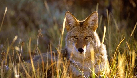 Обои трава, взгляд, сша, колорадо, койот, gunnison national park, grass, look, usa, colorado, coyote разрешение 1920x1080 Загрузить