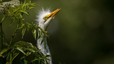 Обои природа, птица, белая, большая, цапля, great egret, nature, bird, white, large, heron разрешение 2048x1363 Загрузить