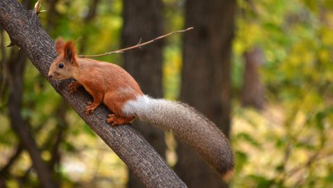 Обои парк, ствол, белка, хвост, белочка, грызун, park, trunk, protein, tail, squirrel, rodent разрешение 1920x1272 Загрузить